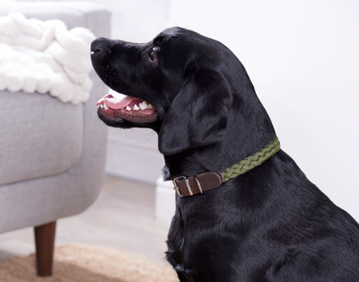 Braided Nylon Leather Collar Green