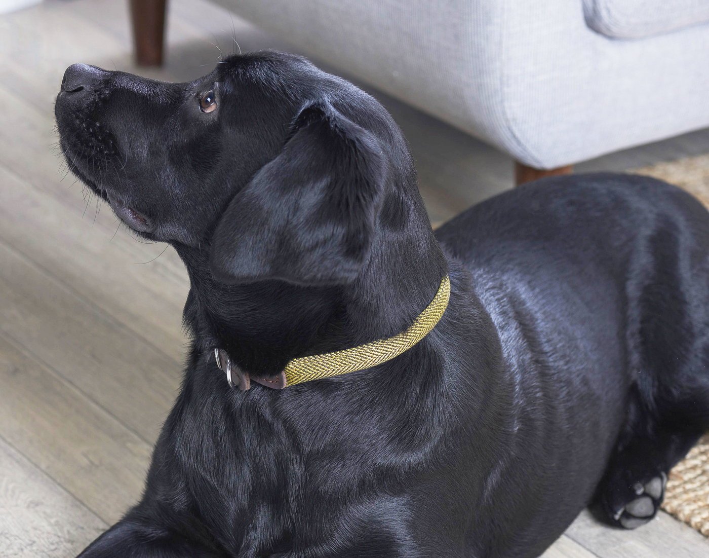 Rolled Modern Tweed Collar Green