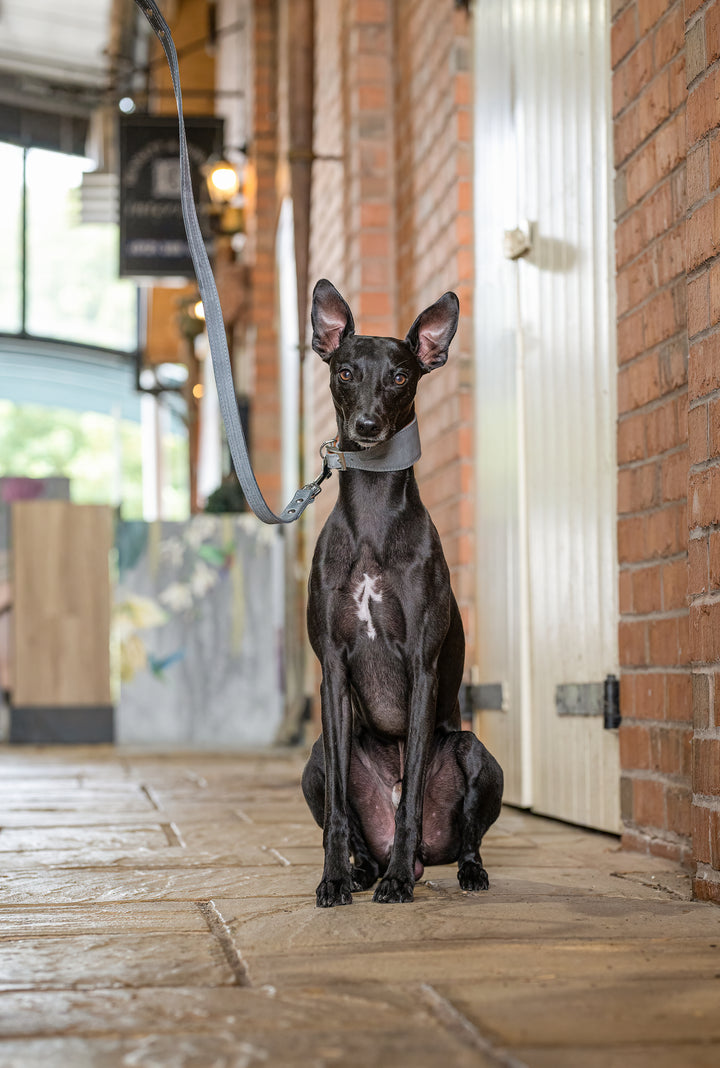 Earthbound whippet collar hotsell